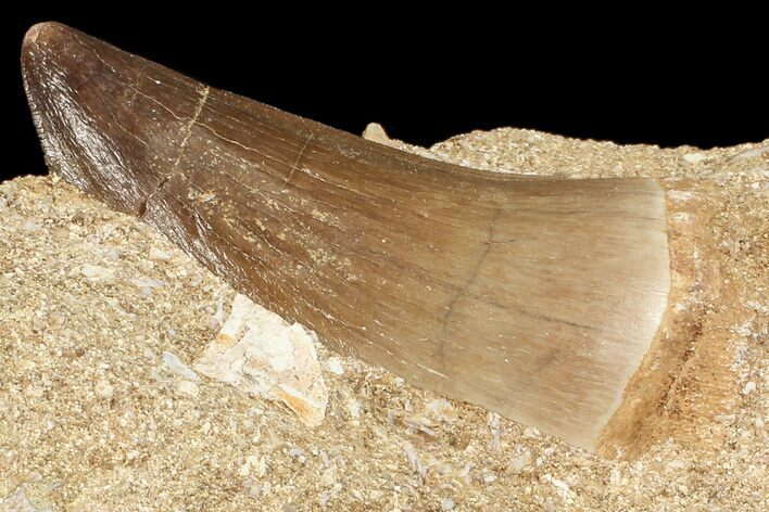 Mosasaur (Prognathodon) Tooth In Rock #70454